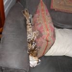 tuhaf-yerlerde-uyuyan-komik-kediler-35-haberpop