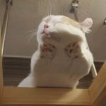 tuhaf-yerlerde-uyuyan-komik-kediler-37-haberpop