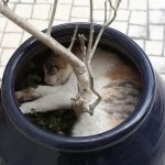 tuhaf-yerlerde-uyuyan-komik-kediler-39-haberpop