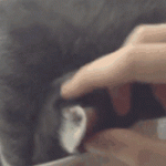 tuhaf-yerlerde-uyuyan-komik-kediler-40-haberpop