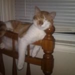 tuhaf-yerlerde-uyuyan-komik-kediler-40-haberpop