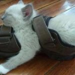 tuhaf-yerlerde-uyuyan-komik-kediler-42-haberpop