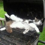 tuhaf-yerlerde-uyuyan-komik-kediler-k-haberpop