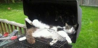 Kedilerin her an her yerde uyuyabileceğinin kanıtı komik kediler