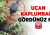 Uçan kaplumbağa atı ısırdı!