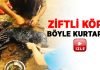 Ziftle kaplı köpeği bakın nasıl kurtardılar